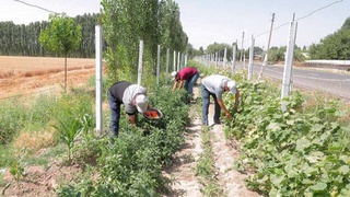 Сельхозкультура, высаженная по краям полей, приносит доход фермеру и изобилие на дастархан