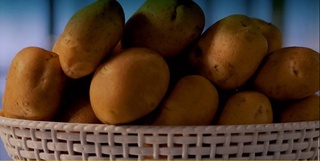 В Узбекистане создан новый ультраранний сорт картофеля «Ташкентская сказка»