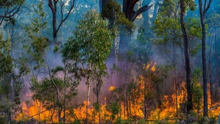 Gretsiyadagi o'rmon yong'inlari: xavfli hududdan mingdan ortiq bola evakuatsiya qilindi