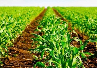 В 54 районах Узбекистана будут созданы учебно-экспериментальные площадки, предназначенные для посева экспортоориентированных и высокодоходных культур