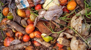 ФАО: в мире ежегодно выбрасывается 570 млн тонн продуктов питания