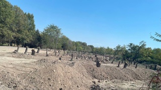 Пискент туманида дарахтларнинг оммавий кесилаётгани ҳақидаги хабарга расмий муносабат берилди