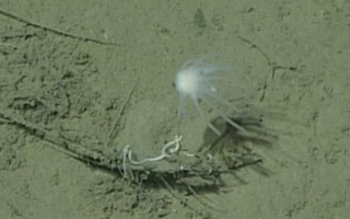 Olimlar Yerdagi ilk jonzotni aniqlashdi