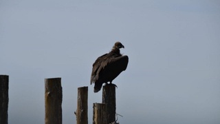 Якутияда иқлим ўзгариши туфайли ҳайвонларнинг янги турлари пайдо бўлди