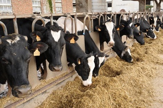 Chorvachilik va yaylov xoʻjaligi istiqboli yoʻlida