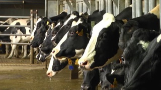 Наслли чорва маҳсулдорликни таъминлайди