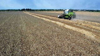 Сбор урожая:  повторный посев и занятость тысяч людей