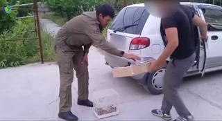 Булбул овлаган шахсга салкам 7 миллион сўм жарима белгиланди