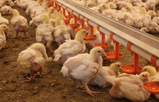 Бир маҳаллада тўртта йирик мажмуа барпо этилмоқда