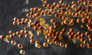 На биржевые торги УзРТСБ выставлен новый уникальный продукт