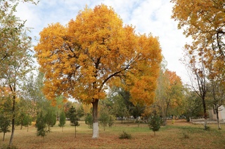 1-noyabr kungi ob-havo maʼlumoti eʼlon qilindi
