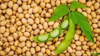 В Узбекистане зарегистрированы новые сорта сои «Marjon», «Vodiy jilosi» и «Oltin vodiy»