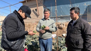 Қыйтақ жерден жоқары дәрамат алынбақта