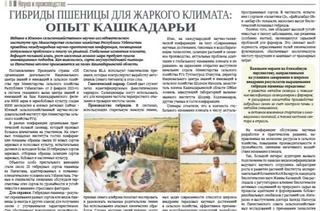 Гибриды пшеницы для жаркого климата: опыт Кашкадарьи