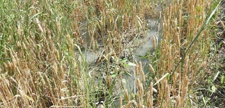 Pastdargʻomda suvdan foydalanishda 42 ta qonunbuzilish holatlari aniqlandi