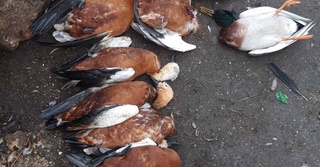 Россияда қушларнинг оммавий ўлими қайд этилмоқда