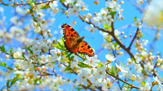 Uzhydromet: the week will be warm and without precipitation