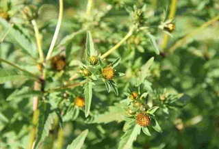 Choy yordamida qonni tozalash