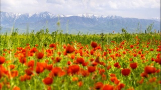 Havo harorati 35 darajagacha ko‘tariladi