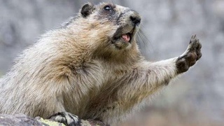 Сурки, чума, еще одна жертва