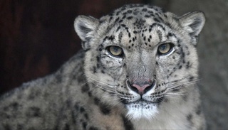 Сақлаш тақиқланган ёввойи ҳайвонлар рўйхати тасдиқланди