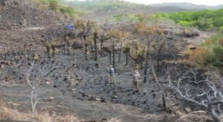 Mahalliy avstraliyaliklar 2000-yil oldin banan yetishtirgan