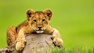 Львенка доставили в Ташкентский зоопарк