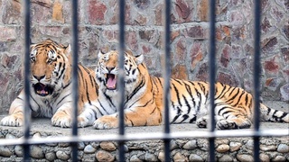 Сколько видов животных содержится в зоопарках нашей республики?