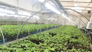 Кўчатхоналарни ташкил қилишга 1 млрд сўм субсидия ажратилади