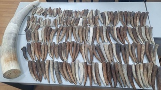 Африка фили тиши ва буғу шохлари чегарада ушлаб қолинди