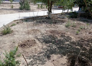 "Yashil makon": 53 nafar masʼul shaxs jarimaga tortildi