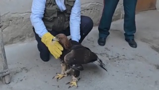 Qizil kitobga kiritilgan qushning noqonuniy savdosi toʻxtatildi