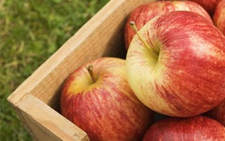 Olma narxlari bir oyda oʼrtacha 4,2 % ga qimmatlashgan 