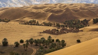 Миллиарды деревьев в пустыне: Саудовская Аравия объявила о масштабной программе озеленения