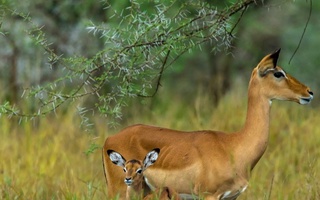 Қорақалпоғистонда "Қизил китоб"га киритилган жайронни овлаган браконьерлар ушланди