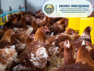 Parrandachilik bilan shug'ullanuvchi fermer xo'jaligini sarson qilgan muammo hal etildi