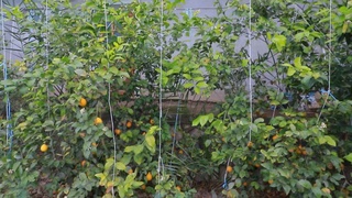 Лимоннан мол өним алынбақта