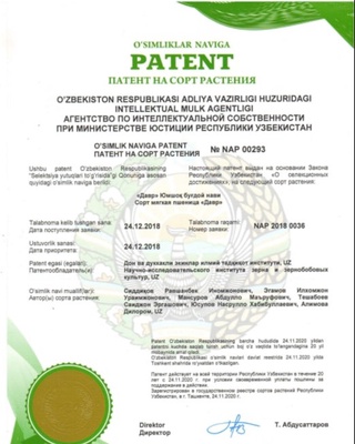 Андижонда олимлар буғдойнинг янги навларини яратди