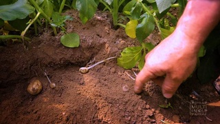 В Узбекистане запатентован новый сорт скороспелого картофеля «Тошкент эртагиси»