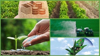 Ташкент облысындағы үлкен алқаптарға соя егіледі