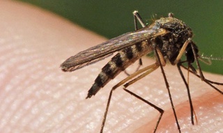 Безгак касаллиги ўтган йили 600 мингдан зиёд кишининг ҳаётига зомин бўлди