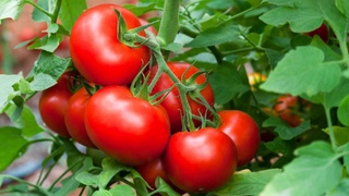 Россельхознадзор частично снимает временные ограничения на ввоз томатов из Узбекистана
