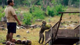 Принудительный труд запрещают и среди людей, и среди обезьян