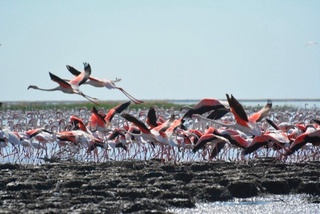 Фламинголар эрта қайта бошлади