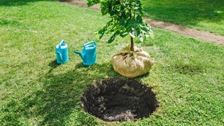 “Yashil makon” loyihasi doirasida bu yil milliondan ziyod koʻchatlar hisobotlarga qoʻshib yozilgan — Prokuratura