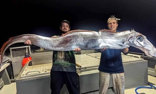 Harbinger of disasters: "Doomsday fish" caught in Australia