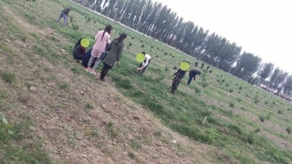 Ўқитувчилар ва бюджет ташкилотлари ходимлари мажбурий меҳнатга жалб этилаётгани аниқланган