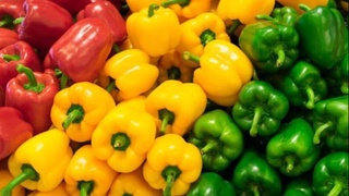 Узбекские селекционеры вывели новый высокоурожайный сорт сладкого перца