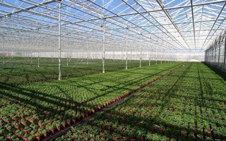 Теплицам СЭЗ «Бухоро агро» предоставлены льготы