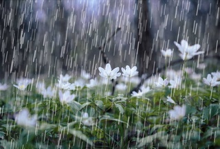 Uzhydromet: showers and rains will take place on Navruz